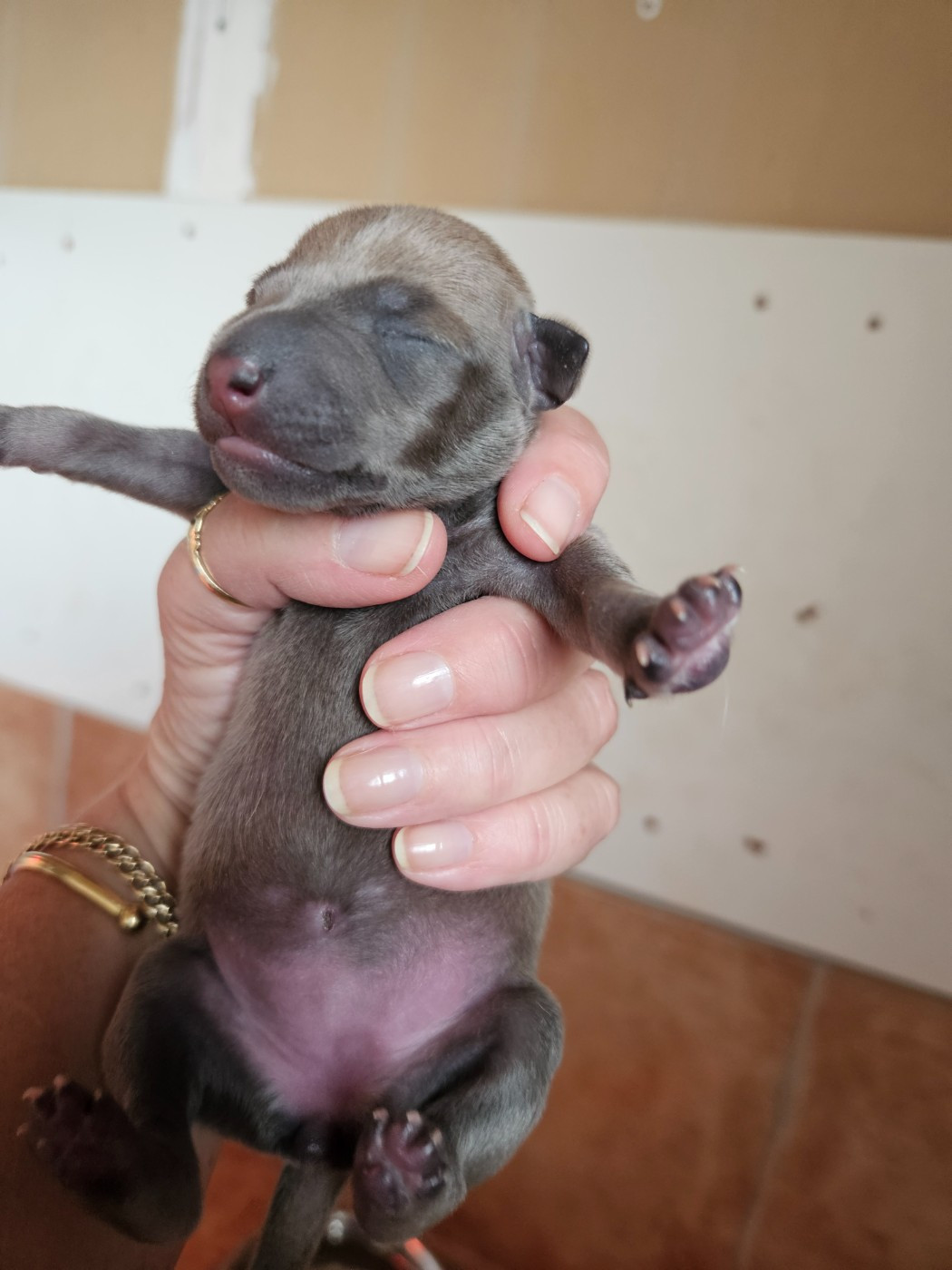 des Passiflores de Vénus - Chiots disponibles - Petit Levrier Italien
