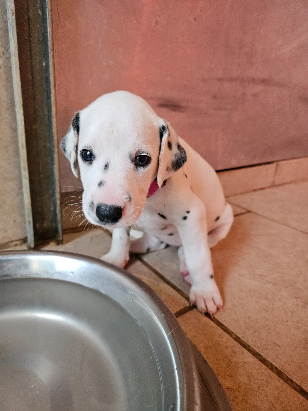 des Passiflores de Vénus - Chiots disponibles - Dalmatien