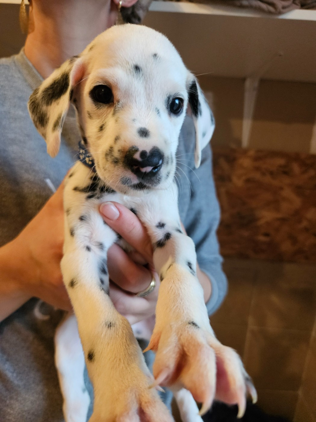 des Passiflores de Vénus - Chiots disponibles - Dalmatien