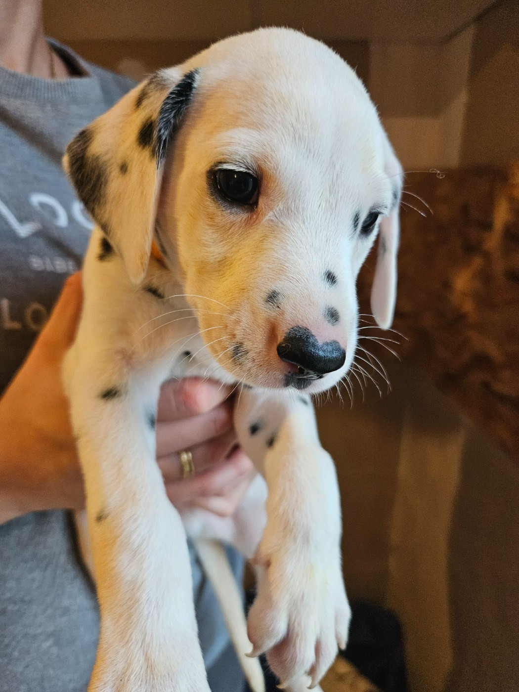 des Passiflores de Vénus - Chiots disponibles - Dalmatien
