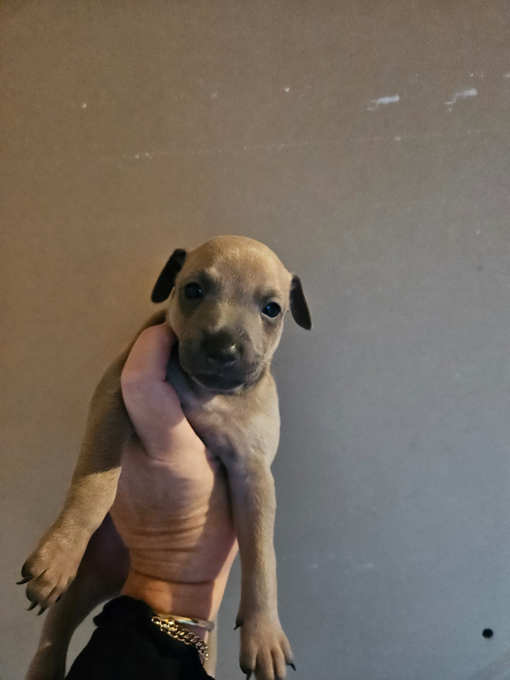 des Passiflores de Vénus - Chiots disponibles - Petit Levrier Italien