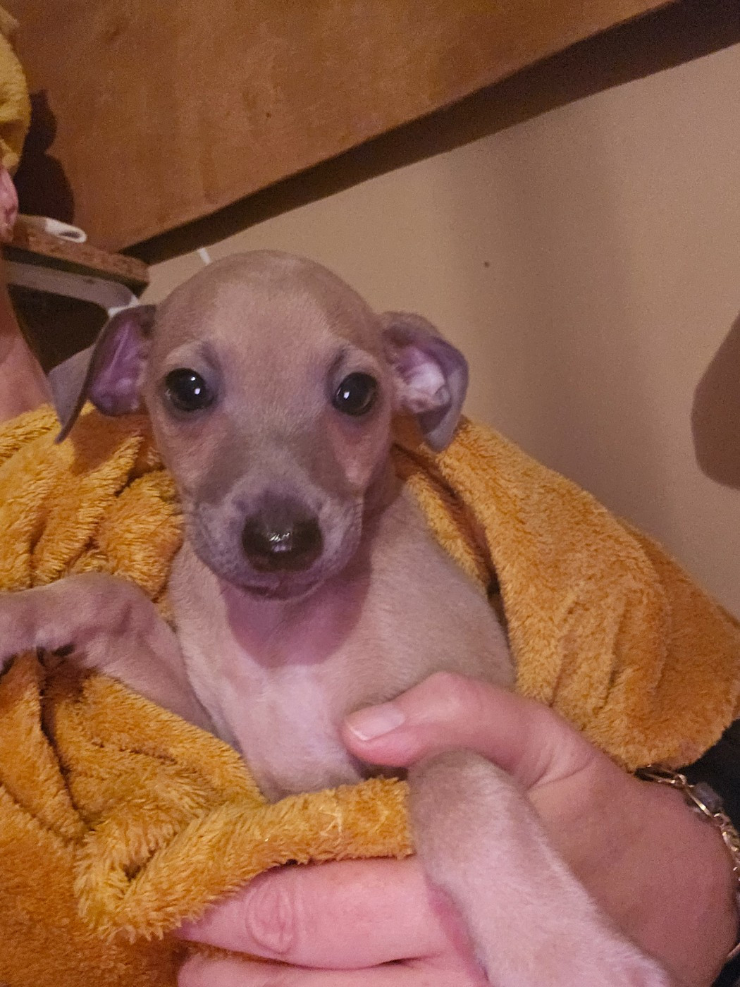 des Passiflores de Vénus - Petit Levrier Italien - Portée née le 21/11/2025