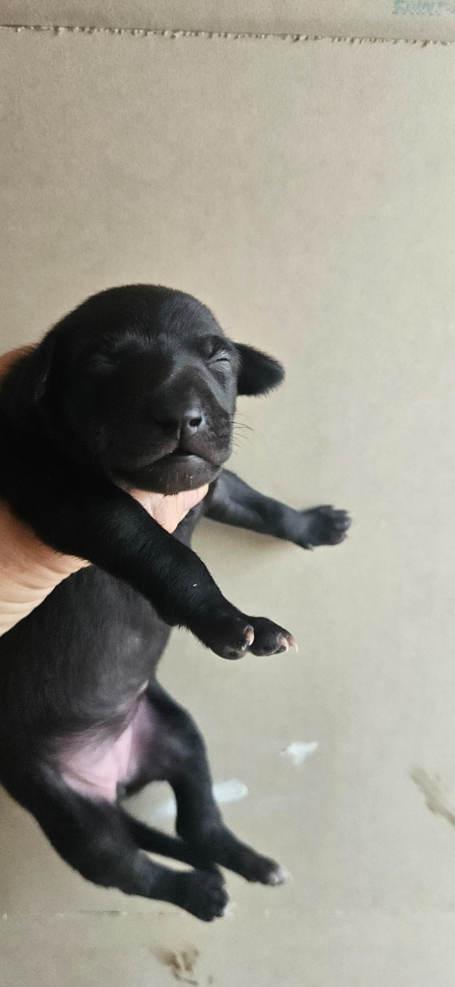 des Passiflores de Vénus - Chiots disponibles - Petit Levrier Italien