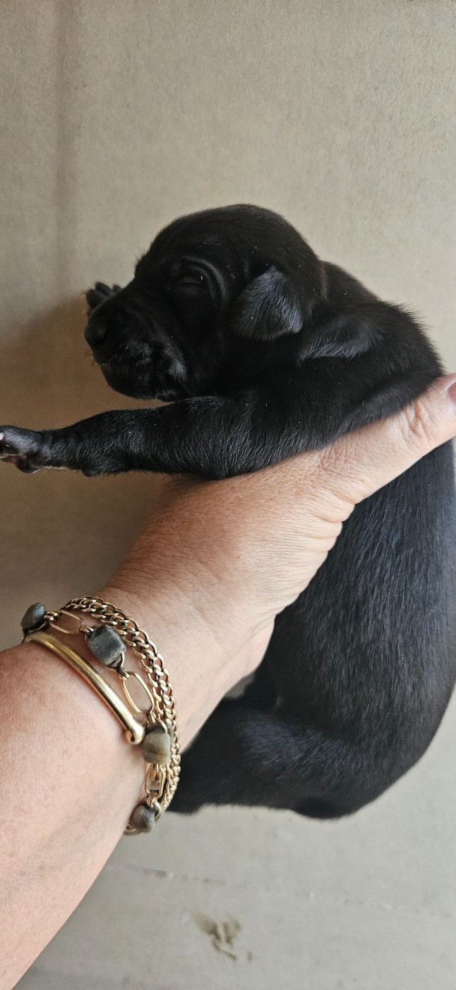 des Passiflores de Vénus - Chiots disponibles - Petit Levrier Italien