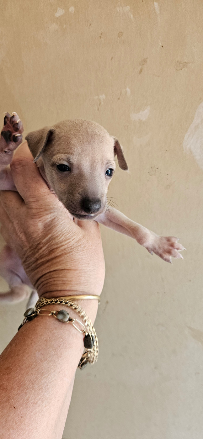 des Passiflores de Vénus - Chiots disponibles - Petit Levrier Italien