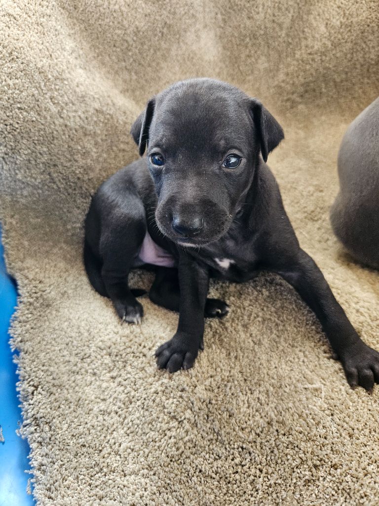 des Passiflores de Vénus - Chiots disponibles - Petit Levrier Italien