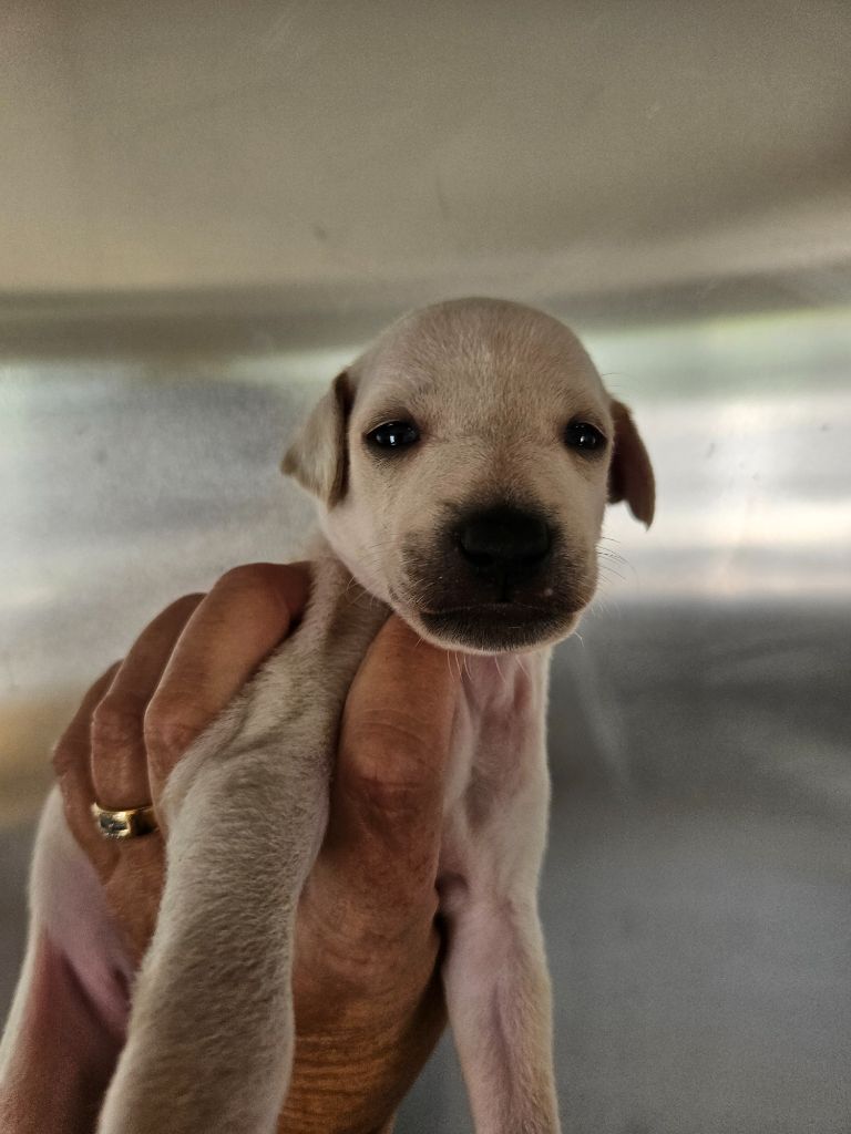 des Passiflores de Vénus - Chiots disponibles - Petit Levrier Italien