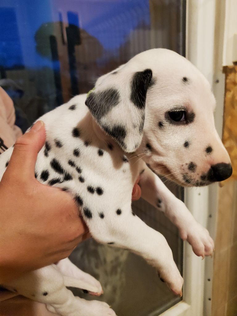 des Passiflores de Vénus - Chiots disponibles - Dalmatien