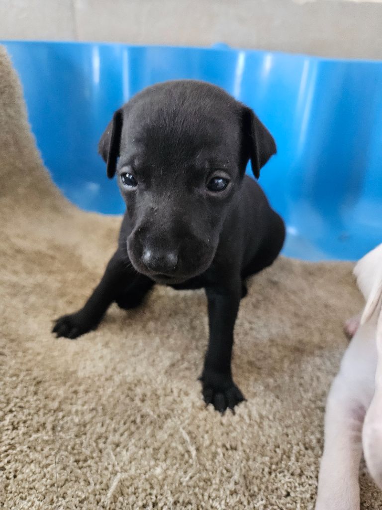 des Passiflores de Vénus - Chiots disponibles - Petit Levrier Italien